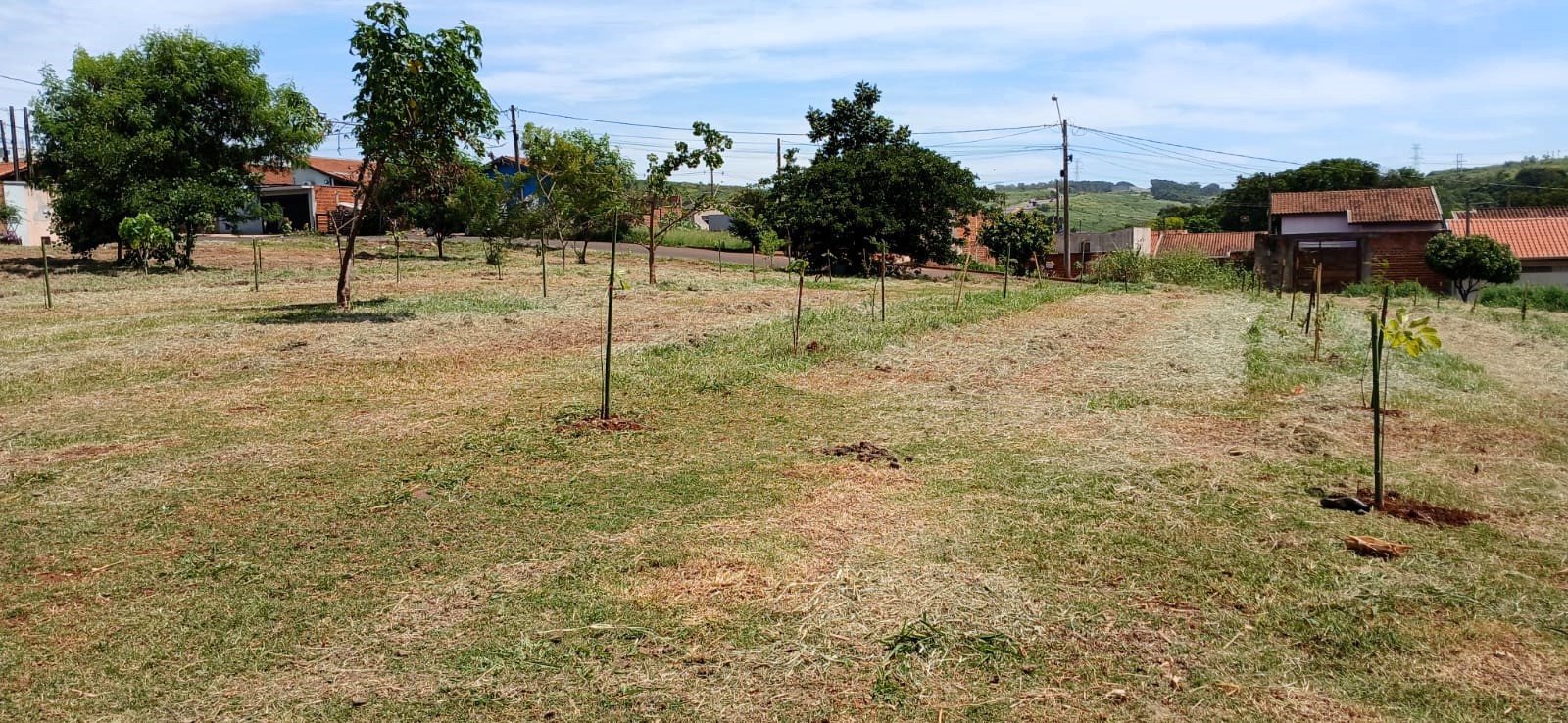 80 MUDAS NATIVAS PLANTADAS NO SONHO NOSSO 5