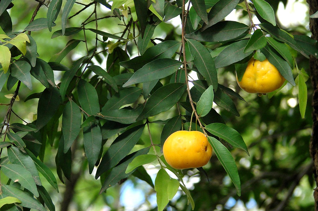 UVAIA É OPÇÃO DE ÁRVORE FRUTÍFERA PARA PLANTIO EM CALÇADAS