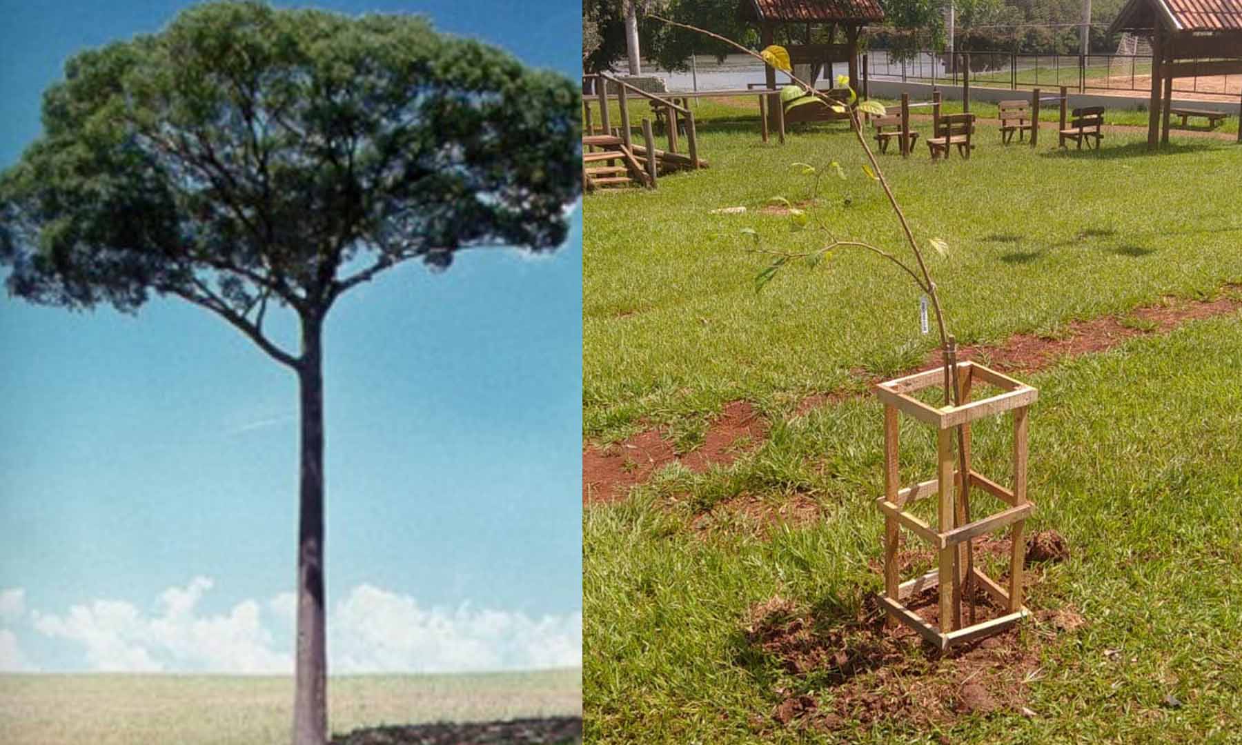 MUDA DE JEQUITIBÁ-AÇU É PLANTADA EM PRAÇA PÚBLICA DE BARRA BONITA PARA CONSCIENTIZAÇÃO AMBIENTAL